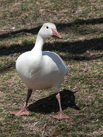 Snow Goose, Central Park