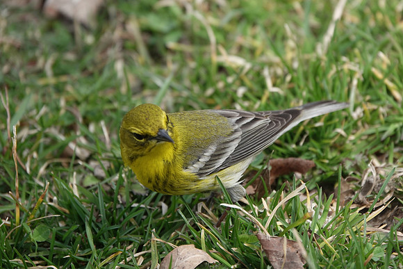 Pine Warbler