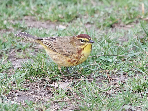 Palm Warbler