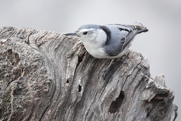 White-Breasted Nuthatch