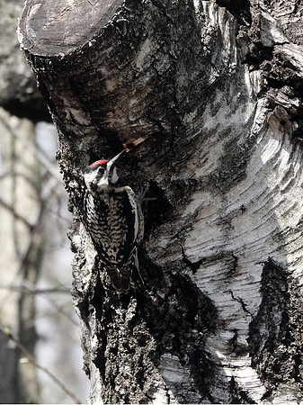 Yellow-Bellied Sapsucker