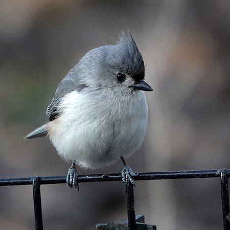 Tufted Titmouse