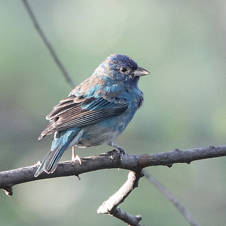 Indigo Bunting, Central Park