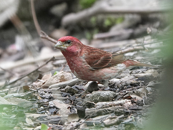 Pine Finch, Central Park