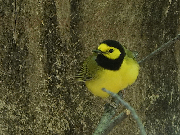 Hooded Warbler, Central Park