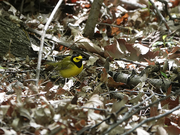 Hooded Warbler