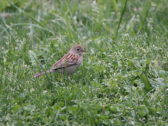 Field Sparrow