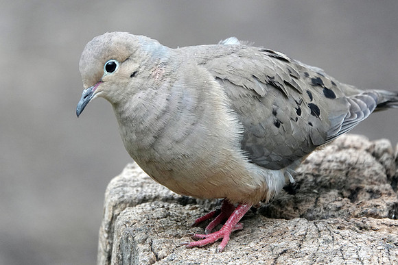 Mourning Dove