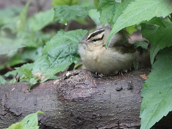 Worm-Eating Warbler