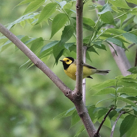 Hooded Warbler
