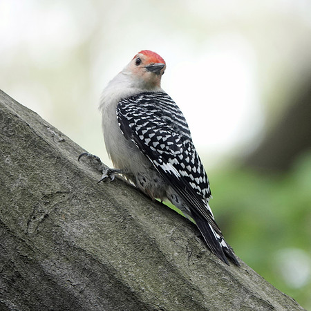 Red-Bellied Woodpecker