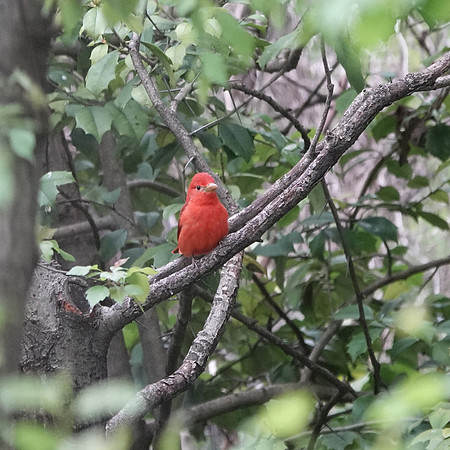 Summer Tanager