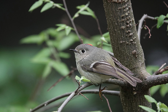 Ruby-Crowned Kinglet'
