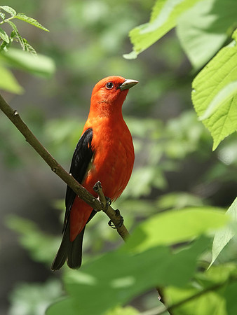 Scarlet Tanager