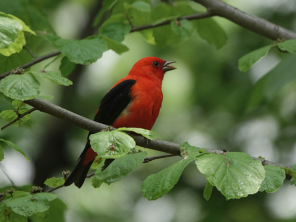Scarlet Tanager