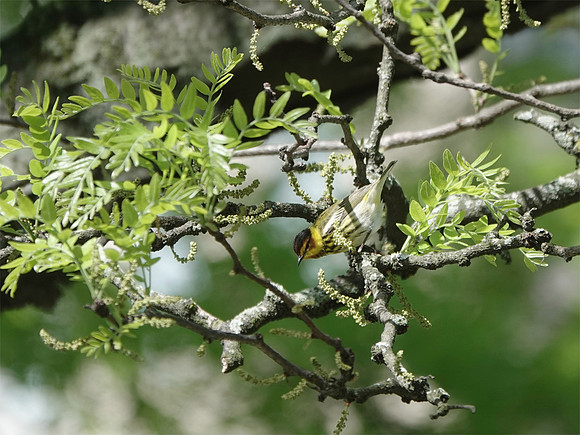 Cape May Warbler