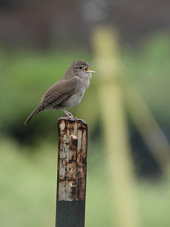 House Wren singing
