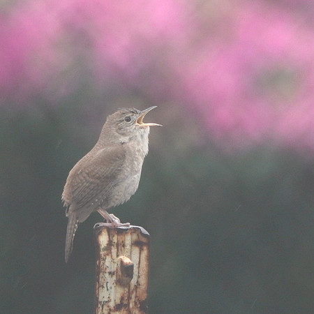 House Wren singing