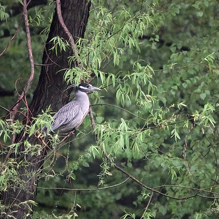 Yellow-Crowned Night-Heron