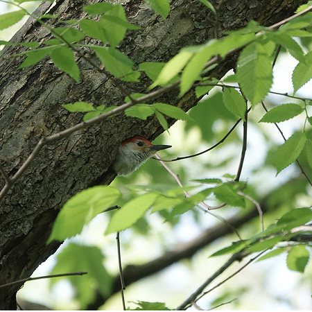 Red-Bellied Woodpecker at nest