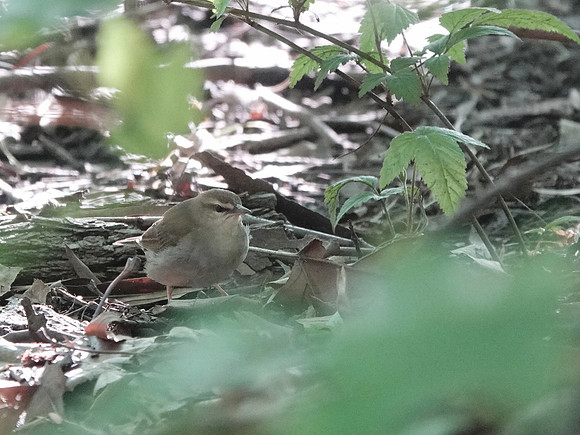 Swainson's Warbler