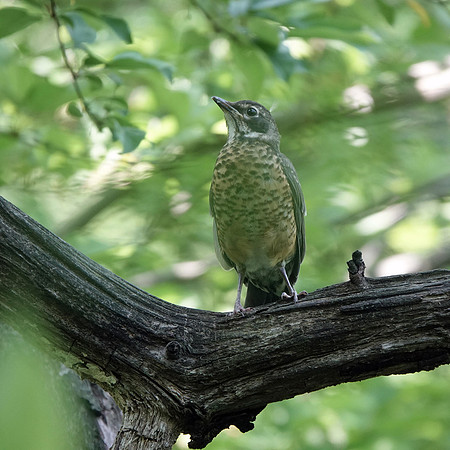 Young Robin