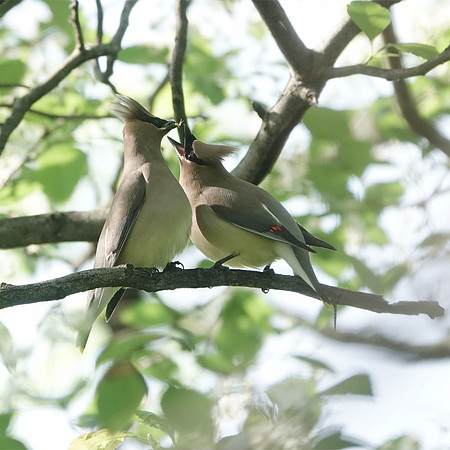 Cedar Waxwing courtship feeding