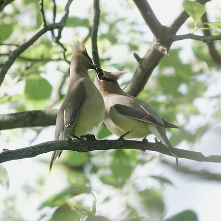 Cedar Waxwing courtship feeding