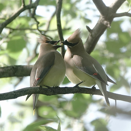 Cedar Waxwing courtship feeding
