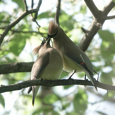 Cedar Waxwing courtship feeding