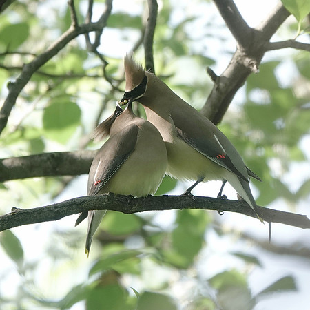 Cedar Waxwing courtship feeding