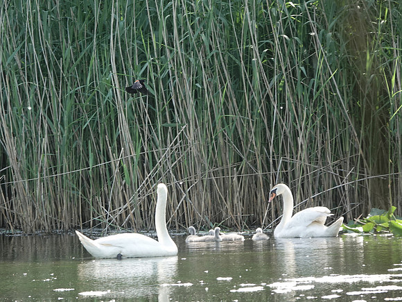 Mute Swan family and angry Red-Winged Blackbird