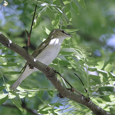 Red-Eyed Vireo
