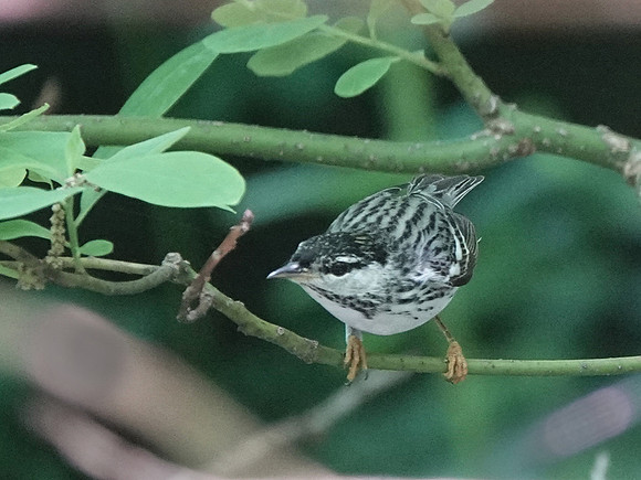 Blackpoll Warbler
