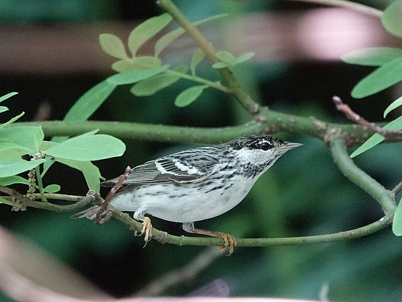 Blackpoll Warbler