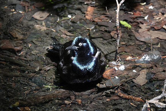 Common Grackle