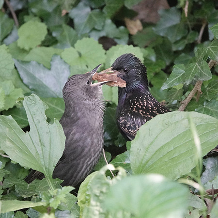 Starling parenthood