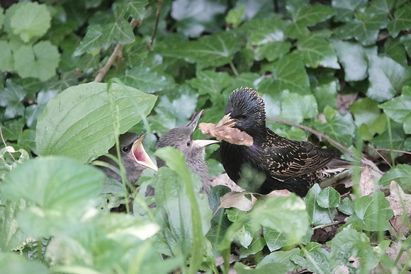 Starling parenthood