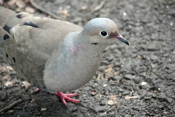 Mourning Dove