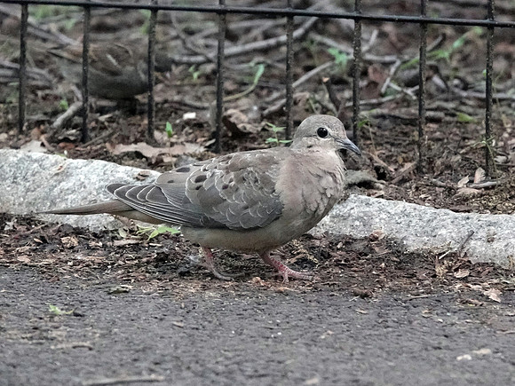 Mourning Dove juvenile
