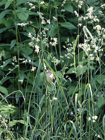 Field Sparrow
