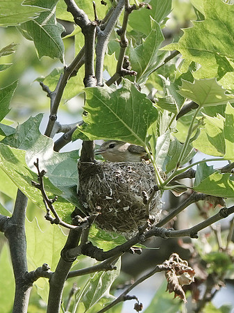 Warbling Vireo at nest