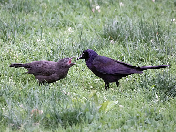Grackle parenthood