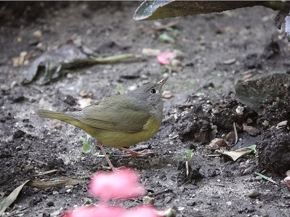 Mourning Warbler