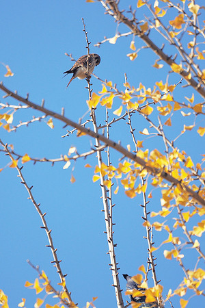 American Kestrel, Central Park