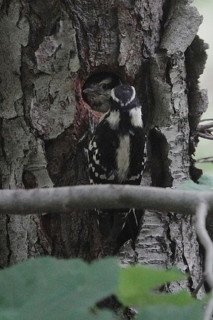 Downy Woodpecker feeding nestling