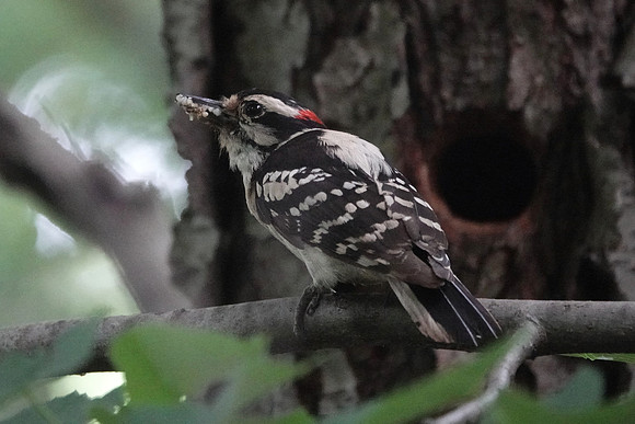 Downy Woodpecker near nest