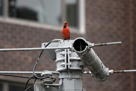 Cardinal singing
