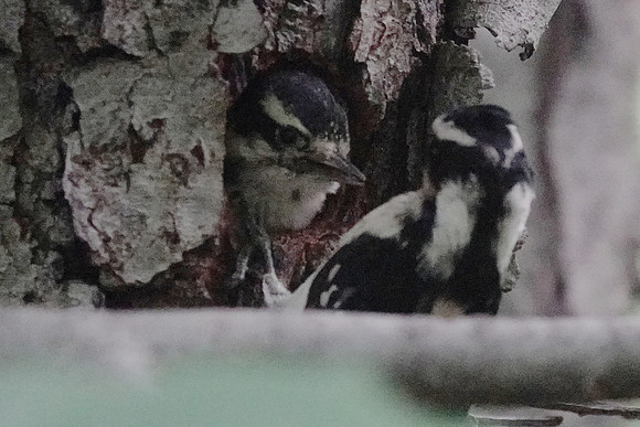 Downy Woodpecker at nest