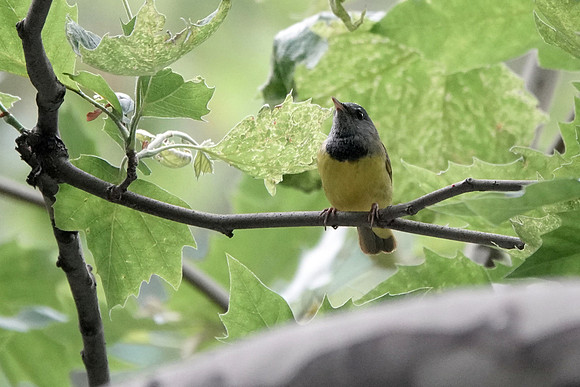Mourning Warbler